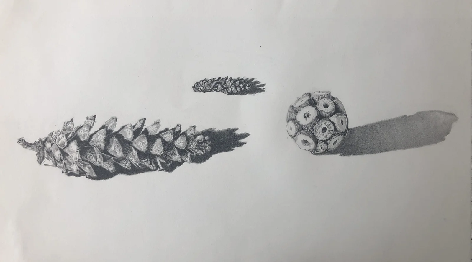 Pencil studies of a pine cone and seed pods